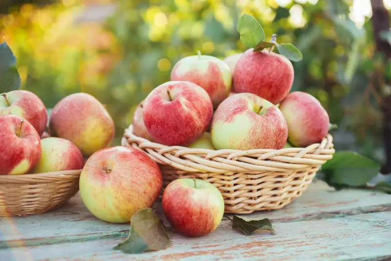 Apples have been proven to offer numerous exceptional advantages for one’s well being.